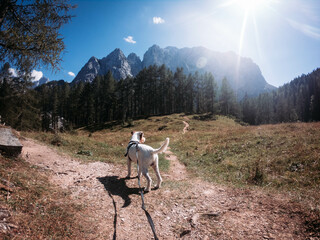 Beautiful Parson Russell Terrier portrait in the Nature