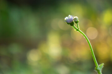 dandelion in the garden