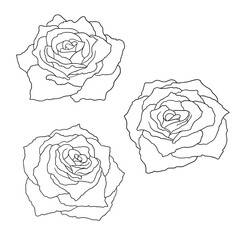Set of roses line art style