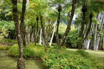 Ile de la Martinique, Jardin de Balata 