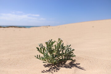 sand dunes in the desert
