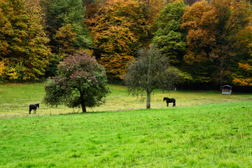 Two horses and two trees in a meadow with green grass next to the Palatinate forest of Germany with colorful trees on a fall day.