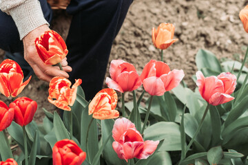 Elderly woman hand picking fresh tulips from the garden