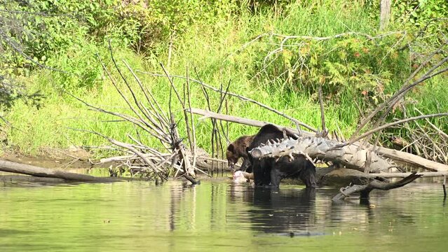 A grizzly bear (Ursus arctos horribilis) successfully caught a salmon in the Atnarko River in coastal British Columbia at Bella Coola, Canada 