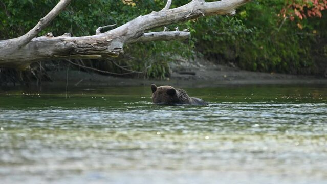 A grizzly bear (Ursus arctos horribilis) successfully caught a salmon in the Atnarko River in coastal British Columbia at Bella Coola, Canada 