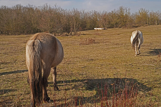 Konik wild horses in March in Saxony Anhalt