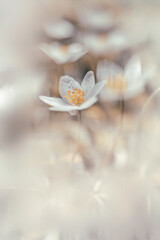 Piękny zawilec gajowego. Białe kwiaty anemonów kwitnących wiosną w lesie. Delikatne płatki zawilca. Rozmyte pastelowe tło.	