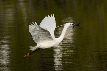 枝を拾い集めるコサギ