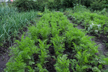 Young carrot plant sprouts grow on farm garden bed. Growing organic carrot crop - vegetables sprouts on farm field. Green carrot plant row growing. Vegetable plant crop closeup in agriculture field