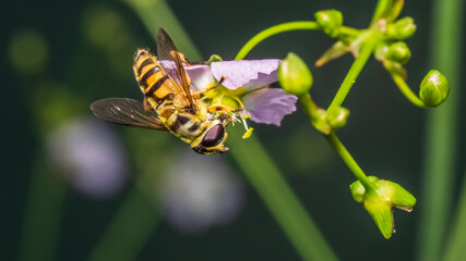 fly 82