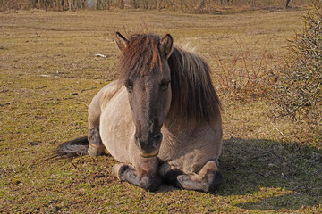 Konik wild horses in March in Saxony Anhalt