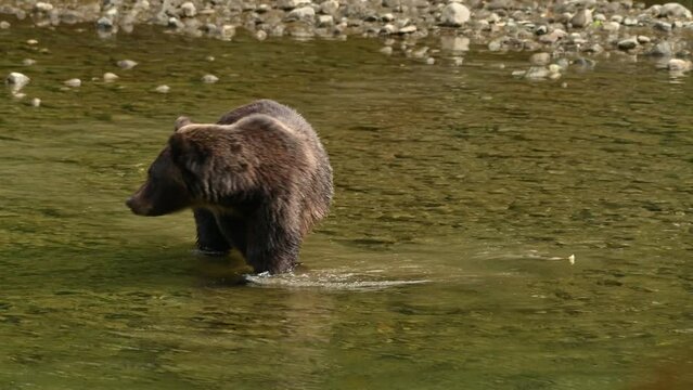 A grizzly bear (Ursus arctos horribilis) successfully caught a salmon in the Atnarko River in coastal British Columbia at Bella Coola, Canada 