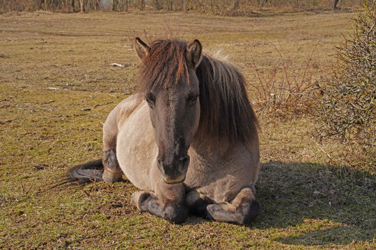 Konik wild horses in March in Saxony Anhalt