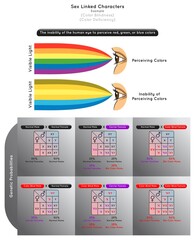 Sex Linked Characters Infographic Diagram example color blindness deficiency normal eye perceive color visible light spectrum inability blind genetic probability heredity gene science education vector - obrazy, fototapety, plakaty