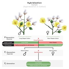 Hybridization Infographic Diagram example cotton plant trait long or short staple susceptible or resistant wilt disease cross self pollination offspring giza heredity genetic science education vector - obrazy, fototapety, plakaty