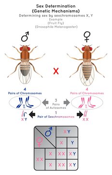 Sex Determination Genetic Mechanisms by Sexchromosomes Infographic Diagram example fruit fly or drosophila melanogaster pairs autosomes reproduction gametes heredity gene science education vector