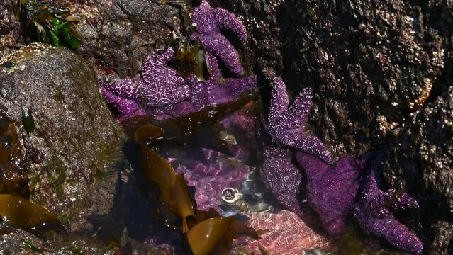 Ochre starfish (Pisaster ochraceus) also known as purple sea star at Whytecliff park, British Columbia, Canada 
