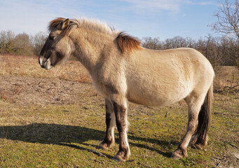 Konik wild horses in March in Saxony Anhalt