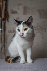Fototapeta na wymiar Beautiful white cat with dark spots in a home studio.