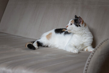 Beautiful white cat with dark spots in a home studio.