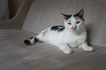 Beautiful white cat with dark spots in a home studio.