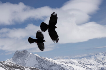 Dohlen Jungfraujoch im Paarflug