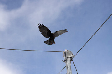 Dohle Jungfraujoch bei Landung