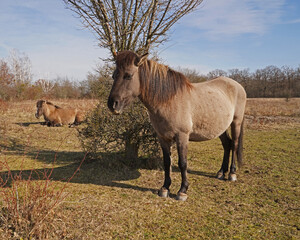 Konik wild horses in March in Saxony Anhalt