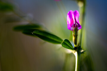 colorful flower macro with blurred background in a garden in spring