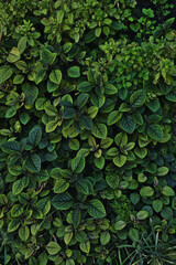 Fresh Natural background of great foliage. Vertical gardens.