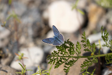 Schmetterling: Bläuling