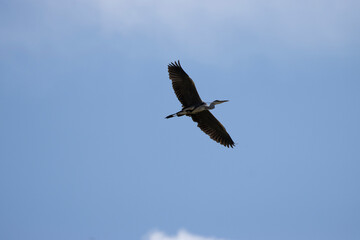 fliegender reiher