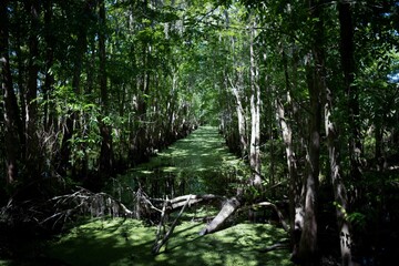 Florida swamp with green trees