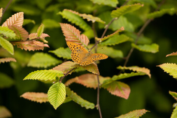 Schmetterling: Kaisermantel