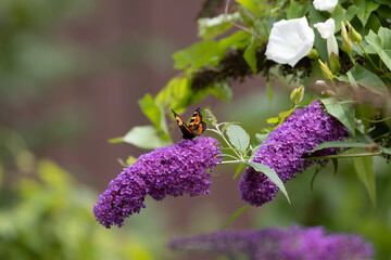 Schmetterling: Kleiner Fuchs