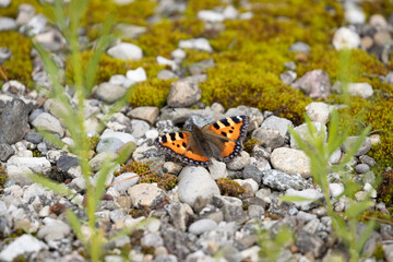 Schmetterling: Kleiner Fuchs