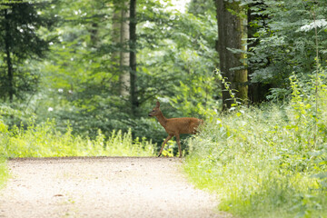 Junges Reh in freier Wildbahn.