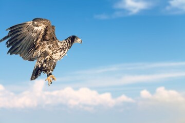 Eagle Bird or griffon on sky background