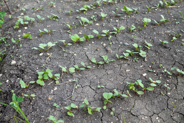 Young radish sprouts grow in a farmer's garden bed. Growing organic vegetables. Problems of drying out and cracking of the soil in the beds. Photo of the beginning of the garden season with the first