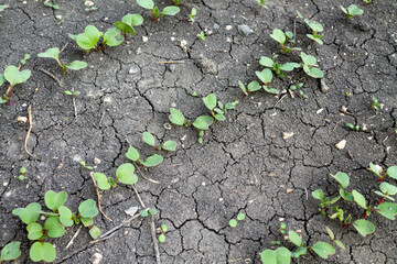Young radish sprouts grow in a farmer's garden bed. Growing organic vegetables. Problems of drying out and cracking of the soil in the beds. Photo of the beginning of the garden season with the first