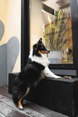Fototapeta na wymiar dog sitting on a window sill