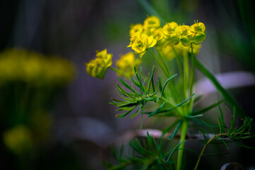colorful flower macro with blurred background in a garden in spring