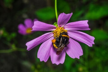 bumblebee 40