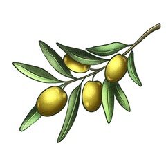 Olive branch with leaves isolated on a white background
