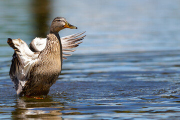 Adult duck with open wings on the water of a pond.