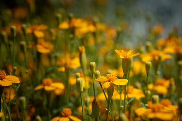 Obraz premium colorful flower macro with blurred background in a garden in spring