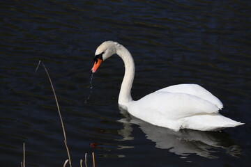 Fototapeta premium Swan on the lake in Copenhagen in sunny weather