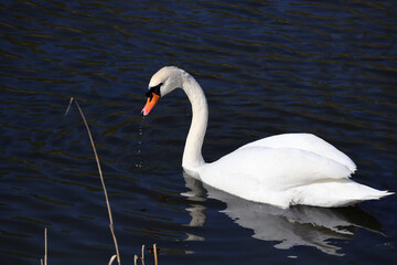Swan on the lake in Copenhagen in sunny weather