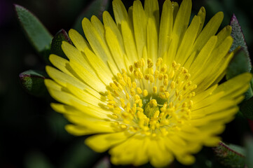 colorful flower macro with blurred background in a garden in spring