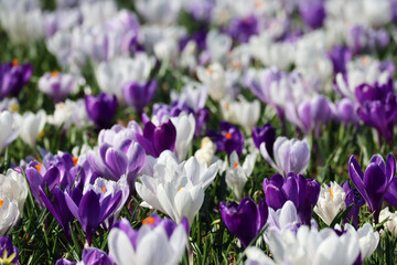 Spring crocuses - purple and white blooming in a meadow in Copenhagen